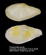 Pharaonella astula (2)